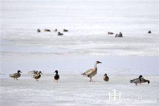 候鸟的资料,揭秘候鸟的迁徙之路
